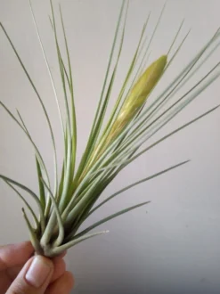 Tillandsia Tricolor Clavel Del Aire Tillandsias
