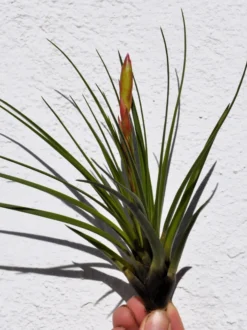 Tillandsia tricolor [M]; planta del aire, inflorescencia tricolor; Curiosarium; altura 18 cm, diámetro 15-20 cm