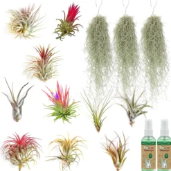 Tillandsia - 13 Unidades Con Spray - Plantas De Aire Sin Tierra