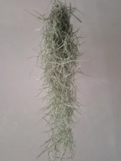 Tillandsia Usneoides 50 Cm Clavel Aire Barba Viejo