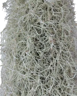 Tillandsia usneoides L (barba de viejo); planta del aire, larga y ancha; Curiosarium; Largo 60-70 Cm; Diám. 15-20 Cm