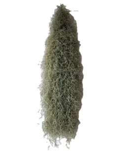 Tillandsia usneoides L (barba de viejo); planta del aire, larga y ancha; Curiosarium; Largo 60-70 Cm; Diám. 15-20 Cm