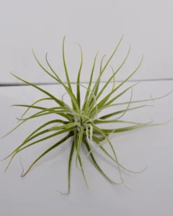 Tillandsia velickiana (= T. feldhoffii); planta del aire verde grisácea; Curiosarium; altura 12-15 cm, diámetro 15-20 cm