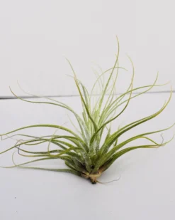 Tillandsia velickiana (= T. feldhoffii); planta del aire verde grisácea; Curiosarium; altura 12-15 cm, diámetro 15-20 cm