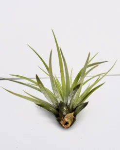 Tillandsia velutina; planta del aire, verde y gris aterciopelado; Curiosarium; altura 15 cm, diámetro 15-20 cm