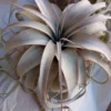 Tillandsia Xerographica L Cms Planta