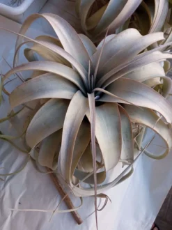 Tillandsia Xerographica L Cms Planta