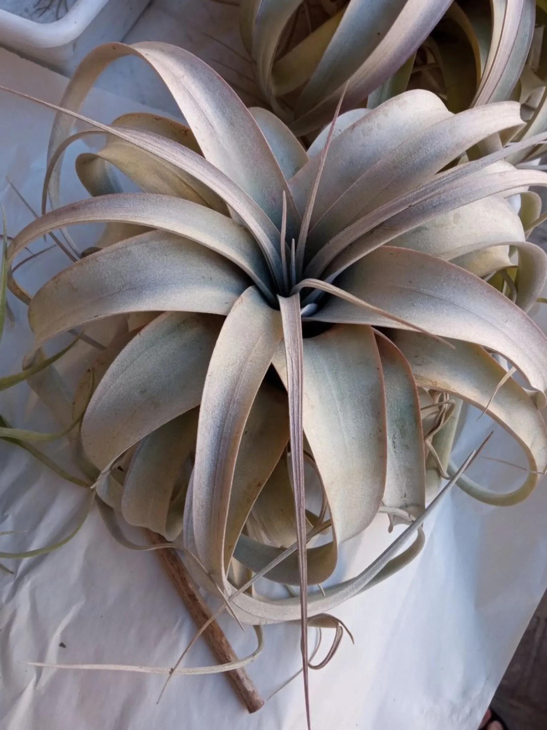 Tillandsia Xerographica L Cms Planta