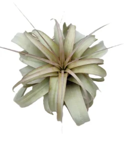 Tillandsia xerographica [M]; pie de gallo, planta del aire; Curiosarium; altura 20 cm, diámetro 25-30 cm