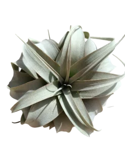 Tillandsia Xerographica M Planta Clavel Del Aire 15 Cm
