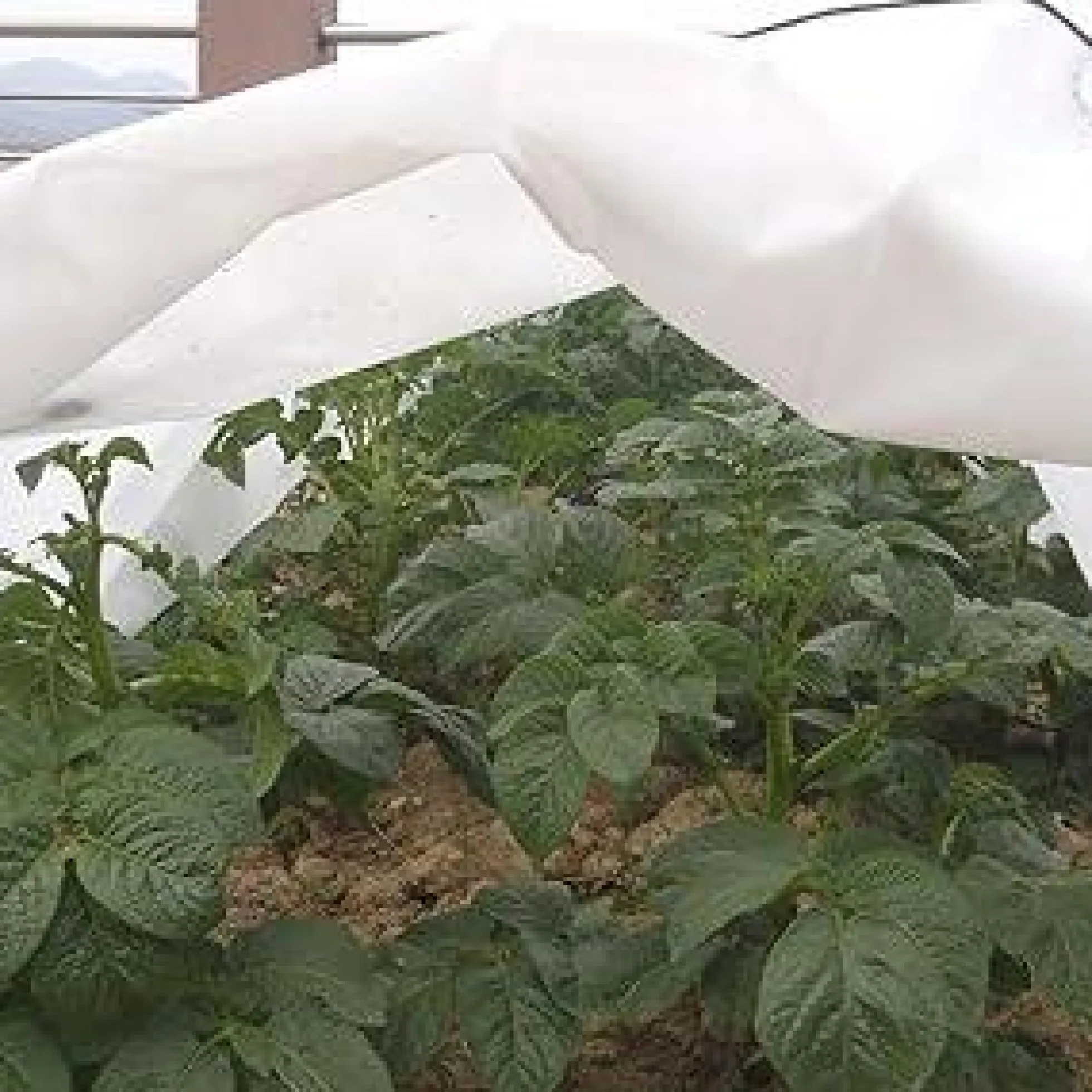 Túnel de cultivo antiheladas 3 m Biotop