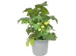 Tomate Cherry M14