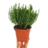 Tomillo Común M13 (thymus Vulgaris)