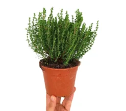 Tomillo Común M13 (thymus Vulgaris)