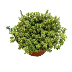 Tomillo Limón Planta Aromática Y Medicinal (thymus Citriodorus) Maceta 17cm