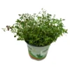 Tomillo Planta Aromática Y Medicinal (thymus Vulgaris) Maceta 14cm