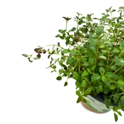 Tomillo Planta Aromática Y Medicinal (thymus Vulgaris) Maceta 14cm