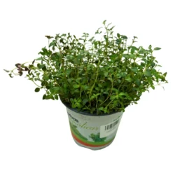 Tomillo Planta Aromática Y Medicinal (thymus Vulgaris) Maceta 17cm