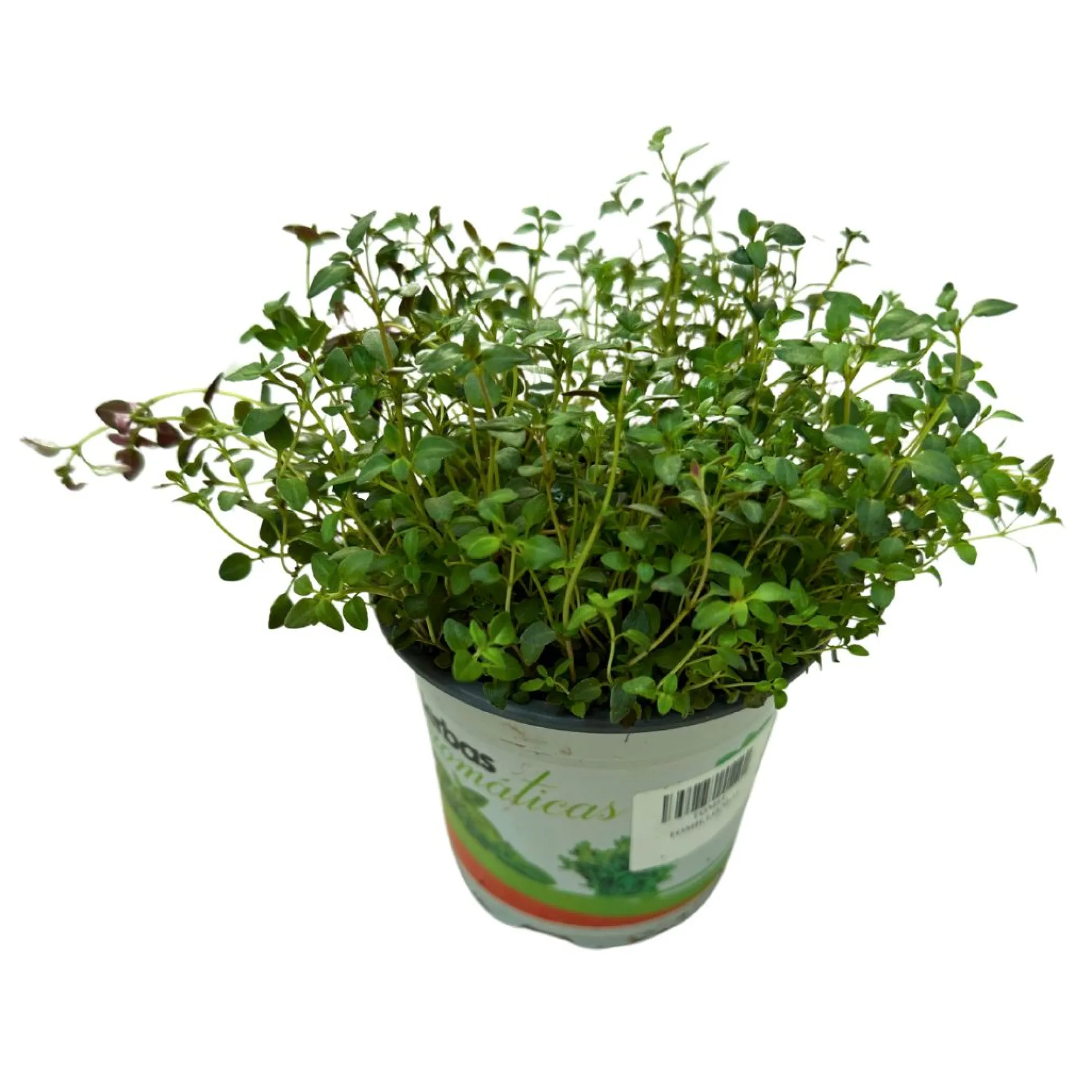 Tomillo Planta Aromática Y Medicinal (thymus Vulgaris) Maceta 11cm