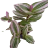 Tradescantia Nanouk Ø7 Planta De Interior Colgante