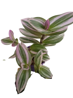 Tradescantia Nanouk Ø7 Planta De Interior Colgante
