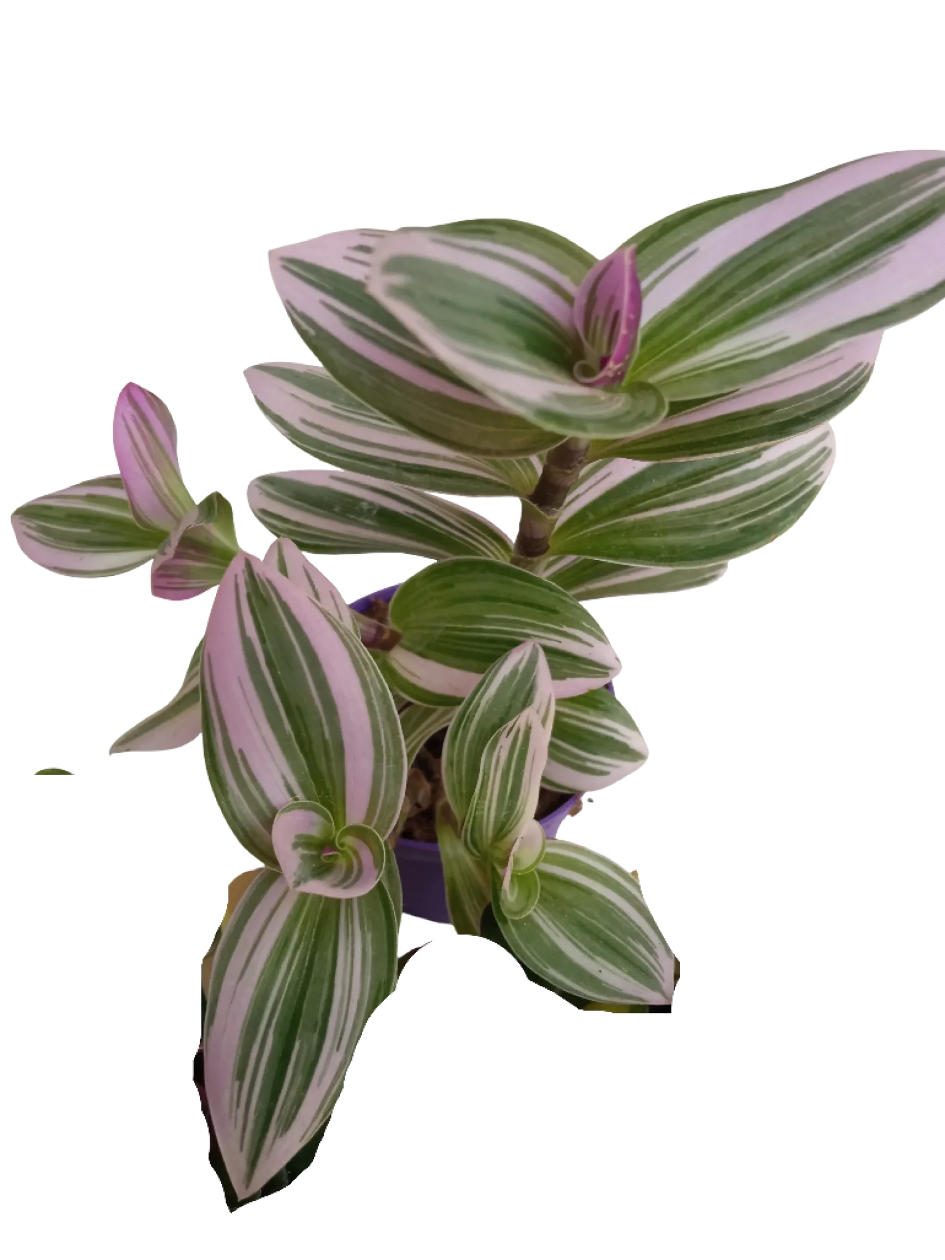 Tradescantia Nanouk Ø7 Planta De Interior Colgante