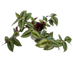 Tradescantia Planta De Amor De Hombre Maceta 11cm