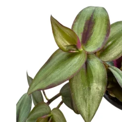 Tradescantia Planta De Amor De Hombre Maceta 11cm