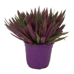 Tradescantia Spathacea M22 35cm (maguey Morado)