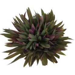 Tradescantia Spathacea M22 35cm (maguey Morado)