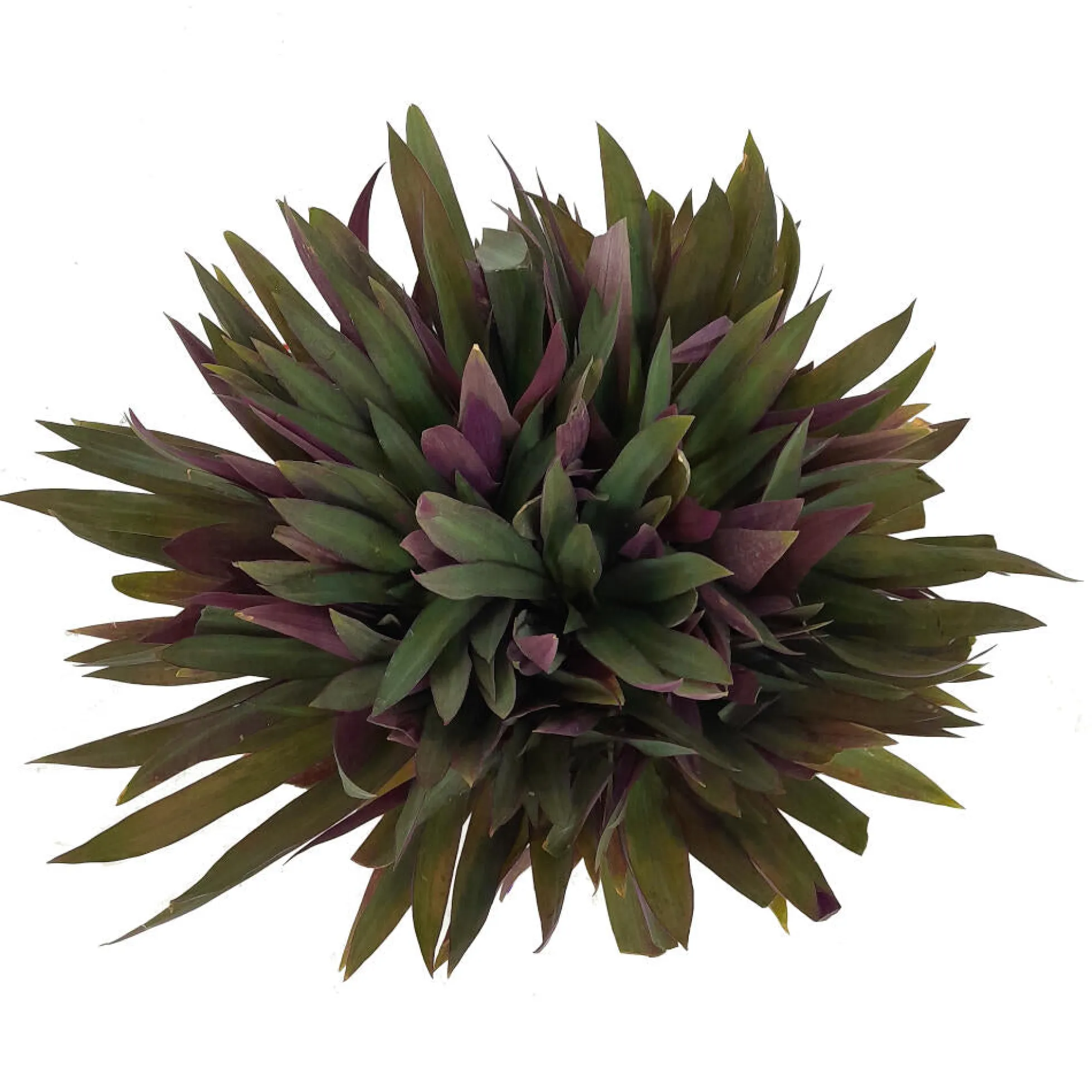 Tradescantia Spathacea M22 35cm (maguey Morado)