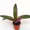 Tradescantia Spathacea Planta De Interior Ø5
