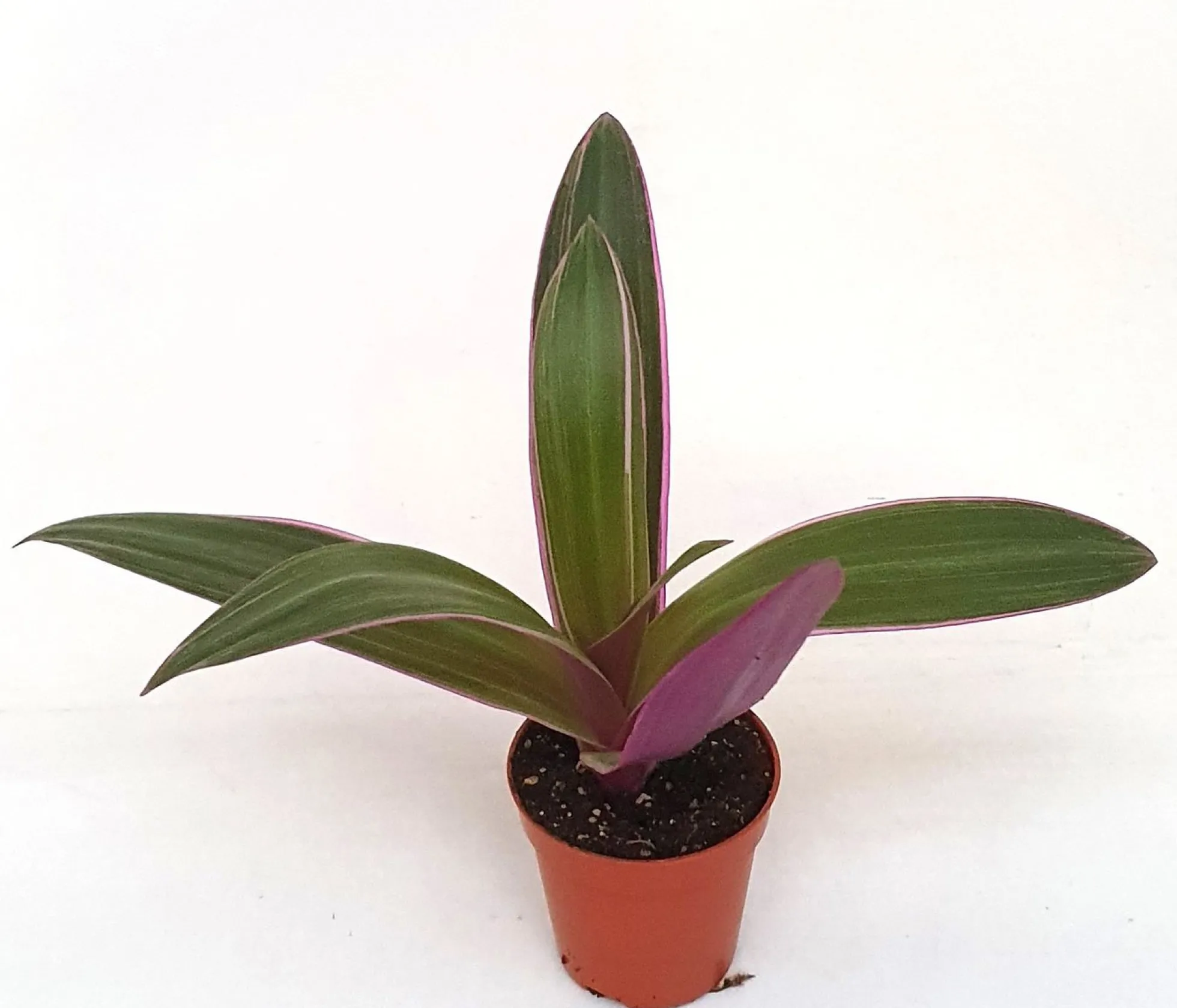 Tradescantia Spathacea Planta De Interior Ø5