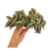 Tradescantia Zebrina M6
