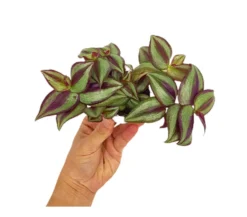 Tradescantia Zebrina M6