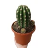 Trichocereus Purpureopilosus M17