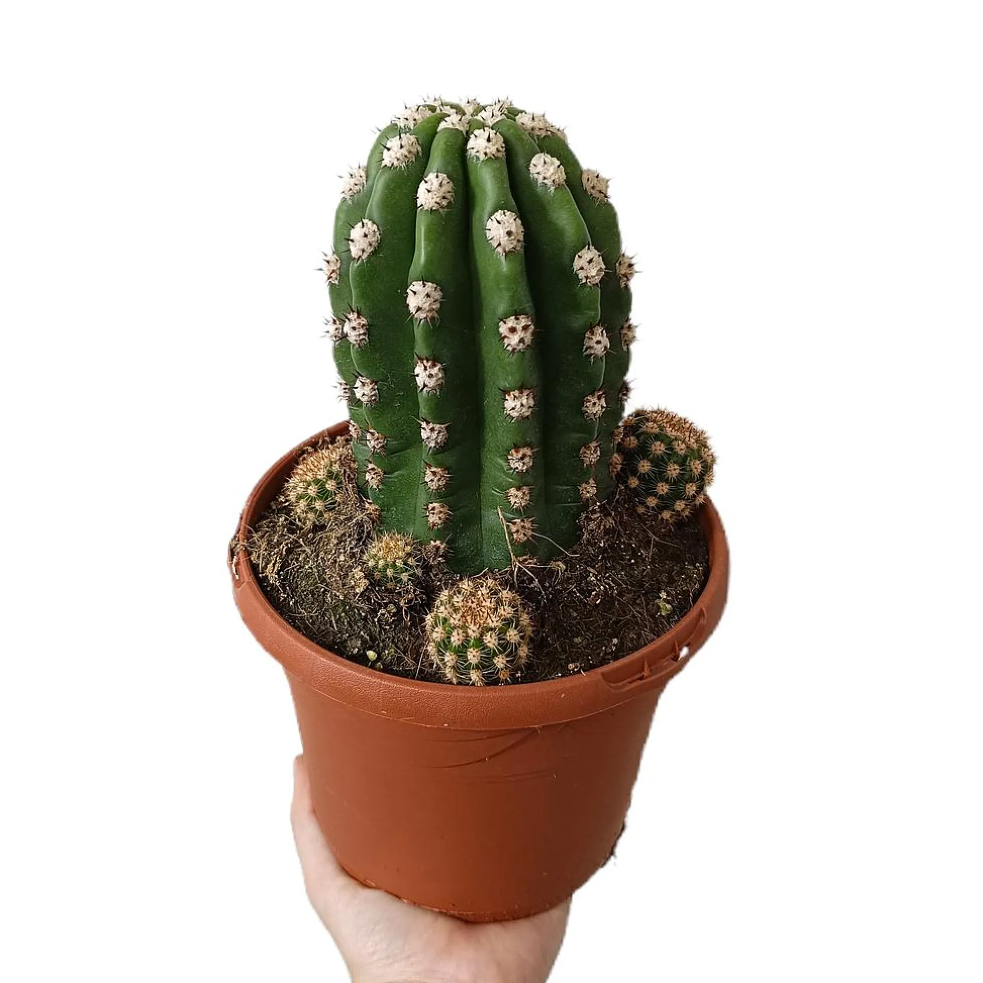 Trichocereus Purpureopilosus M17