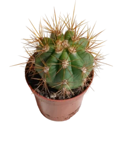 Trichocereus Terscheckii Ø5 Cactus Planta Natural