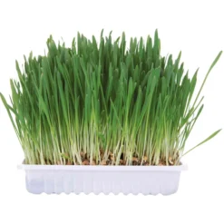 Trixie Bandeja de hierba para roedores 100 g