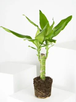 Tronco De Brasil | Altura 40cm - Diámetro 11cm