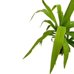 Tronco De Yucca Como Elemento Decorativo De Paisajismo O Decoración De Interiores