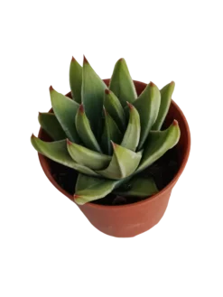 Tulista Marginata Planta Suculenta Ø5 Haworthia