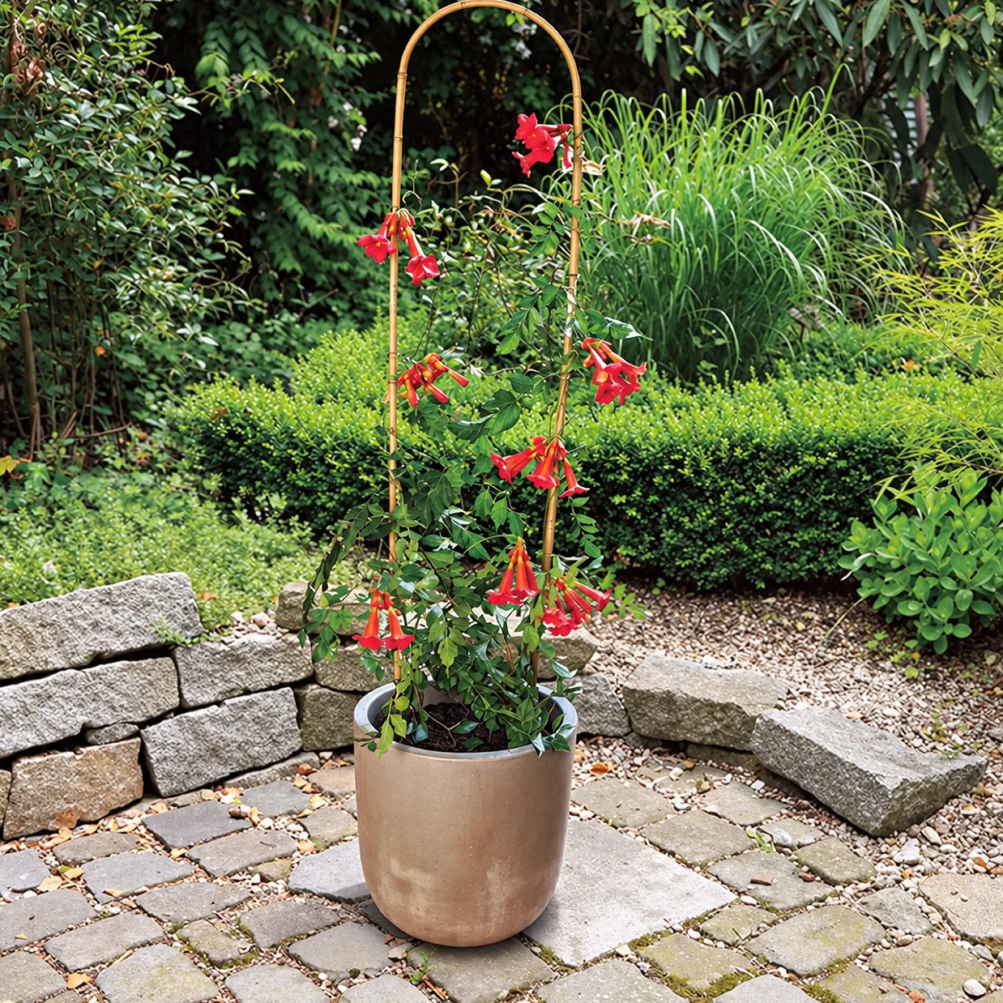 Tutor Arco Bambú 60 Cm Nortene