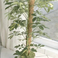 Tutor De Coco Stake Coco 45 Mm 0,6 M Nortene