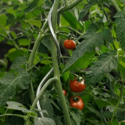 Tutor Tomate Spiral 1,80 M Nortene