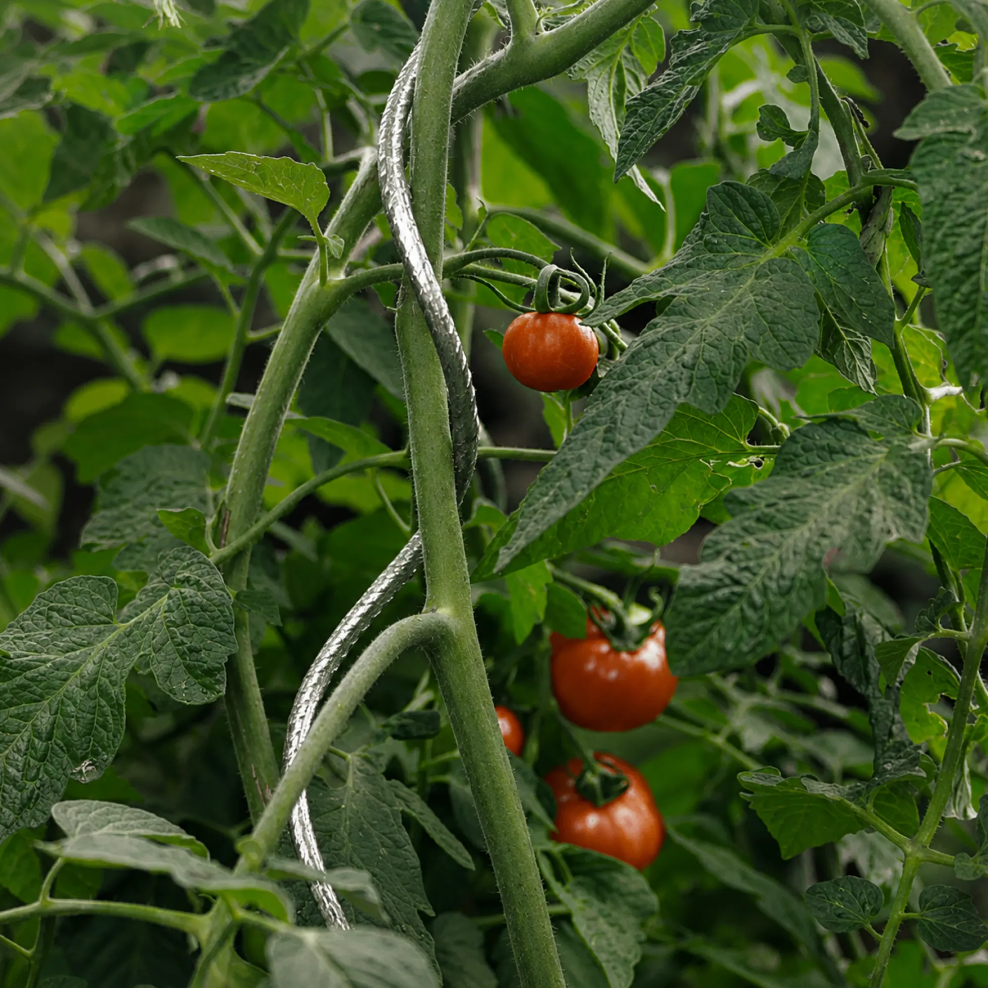 Tutor Tomate Spiral 1,80 M Nortene