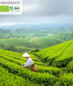 Té Verde Gunpowder Menta Ecológico Pirámides - Calidad Y Sabor | Frisafran 30 Uds