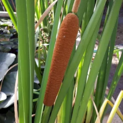 Typha Latifolia Acuática