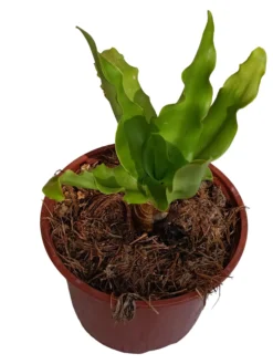Veltheimia Bracteata Planta Suculenta Natural Ø13