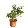 Viburnum Tinus (durillo) Maceta